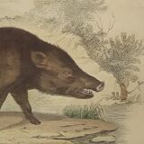 Original framed zoological plate, from 1839 " Pig & Boar "