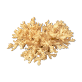 Ancient coral