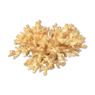 Ancient coral