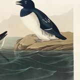 Poster about the Little Auk, based on an old engraving from 1827.