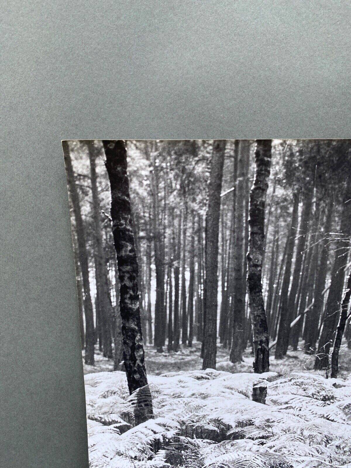 Silver gelatin photograph by Bernard Darot, Undergrowth, 20th century