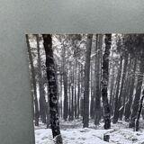 Silver gelatin photograph by Bernard Darot, Undergrowth, 20th century