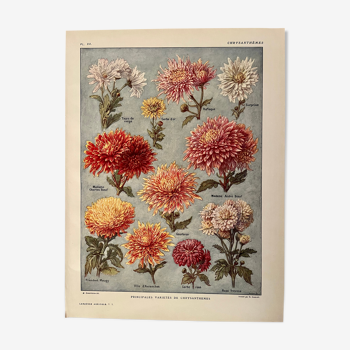 Lithographie sur les fleurs chrysanthèmes - 1920