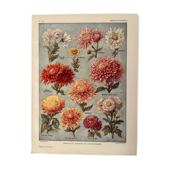 Lithograph on chrysanthemum flowers - 1920