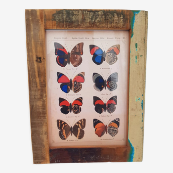 A4 photo frame in polychrome wood with butterfly naturalist board