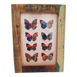 A4 photo frame in polychrome wood with butterfly naturalist board