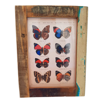 A4 photo frame in polychrome wood with butterfly naturalist board