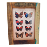 A4 photo frame in polychrome wood with butterfly naturalist board