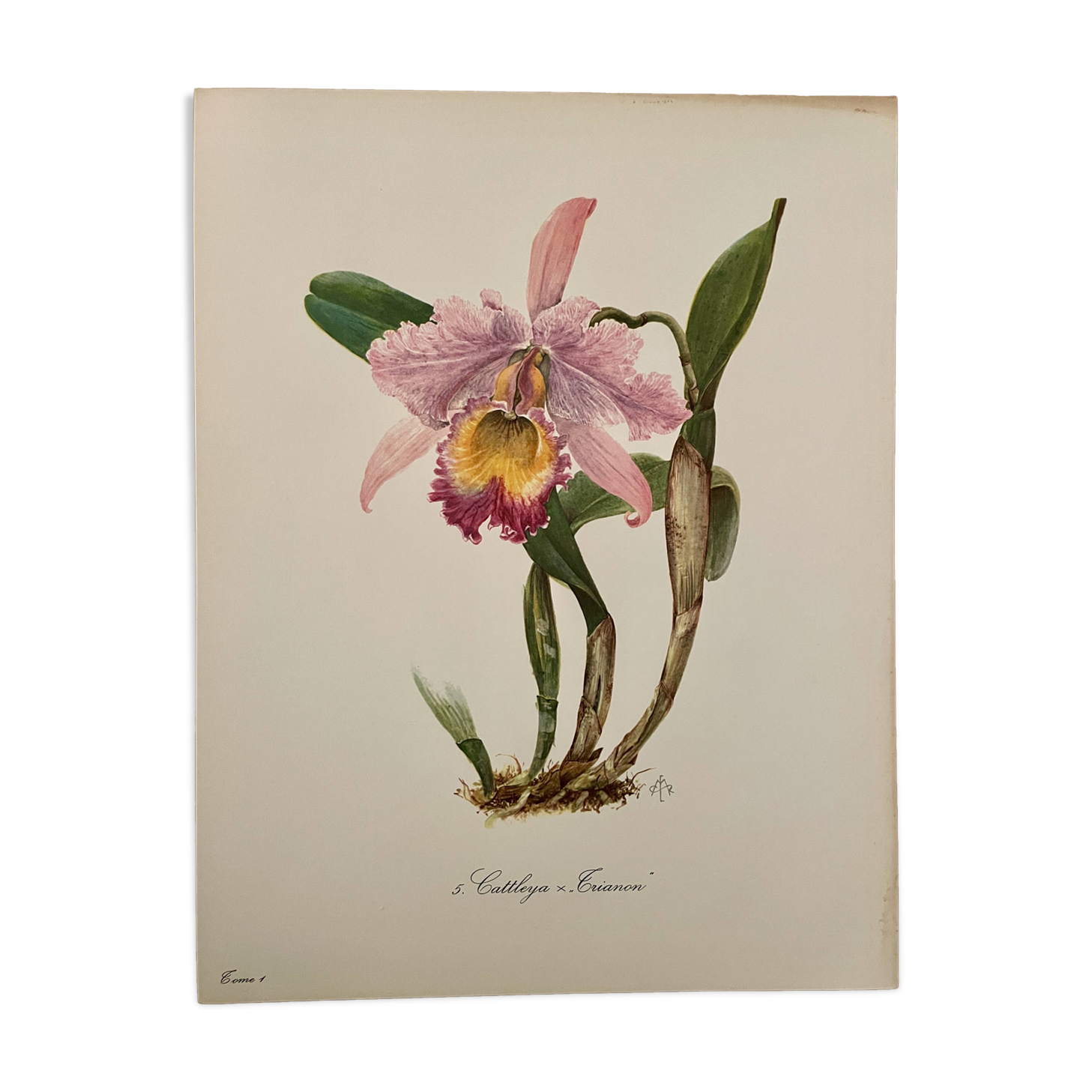 Watercolor of the orchid of Central and South America - 1960