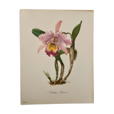 Watercolor of the orchid of Central and South America - 1960