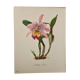 Watercolor of the orchid of Central and South America - 1960
