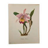 Aquarelle sur l'orchidée d'Amérique centrale et du Sud, 1960