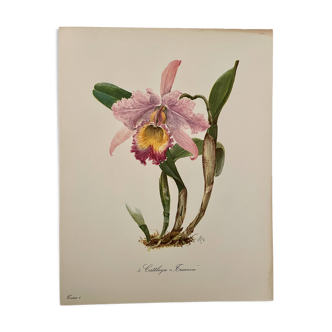 Watercolor of the orchid of Central and South America - 1960