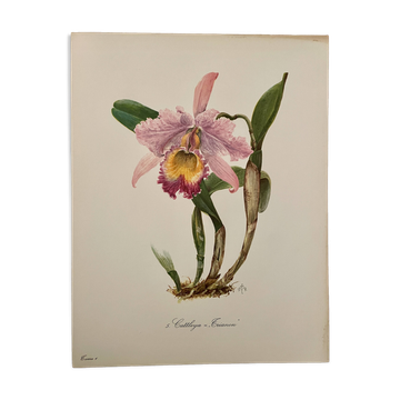 Aquarelle sur l'orchidée d'Amérique centrale et du Sud, 1960