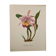 Watercolor of the orchid of Central and South America - 1960