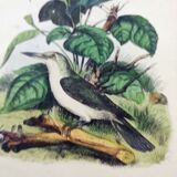 Old engraving from 1838 -Todier bird- Zoological and ornithological hand-colored board