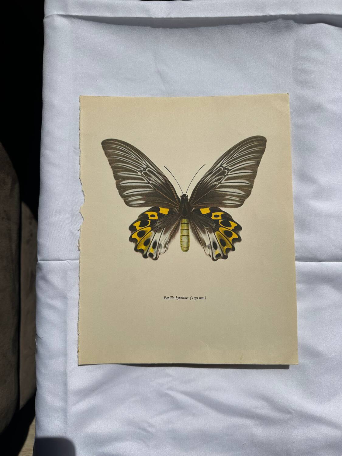 Gravure ancienne papillon planche botanique naturaliste 1900