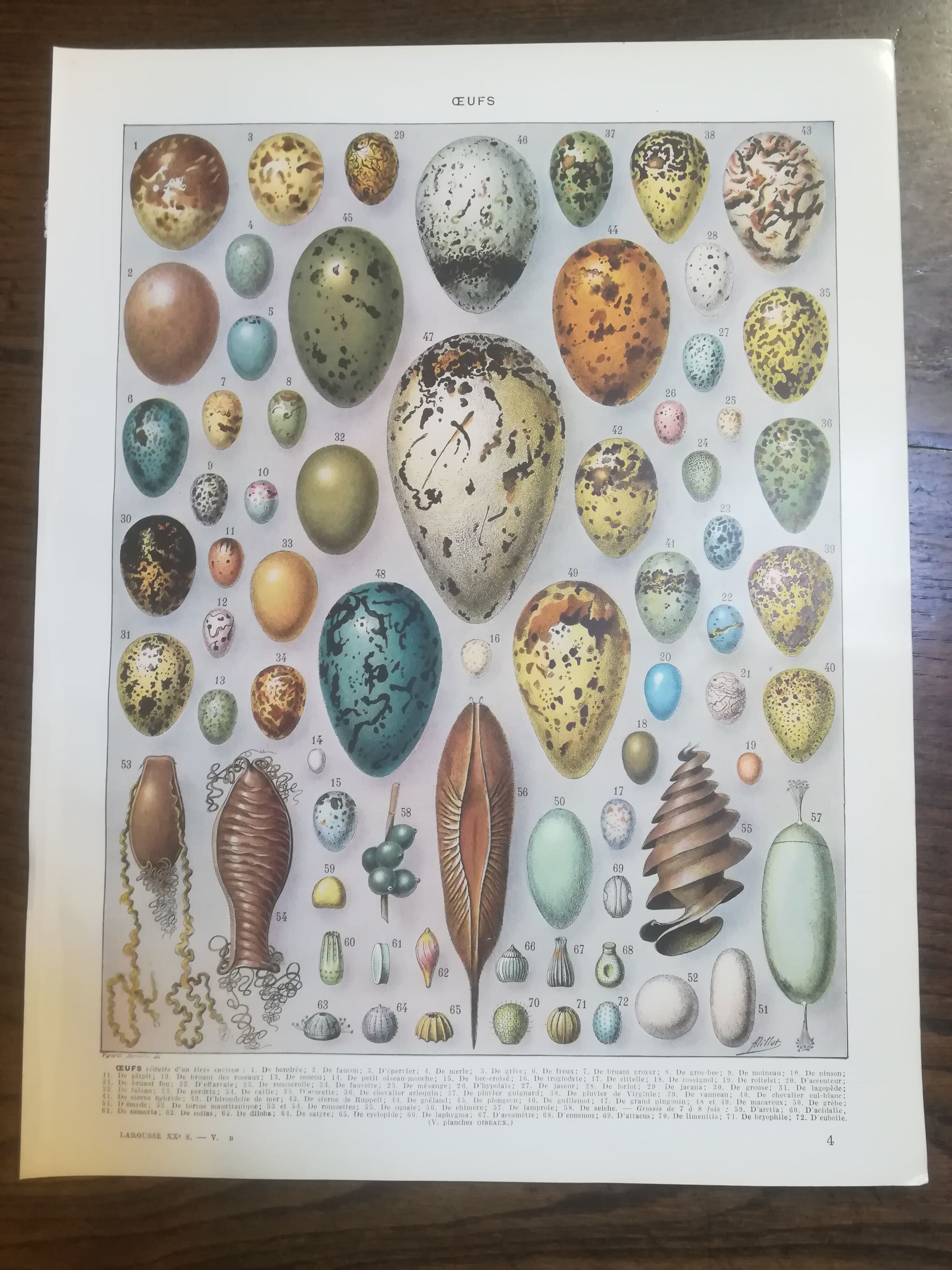 Lithographs on vegetables fruits and eggs