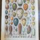 Lithographs on vegetables fruits and eggs