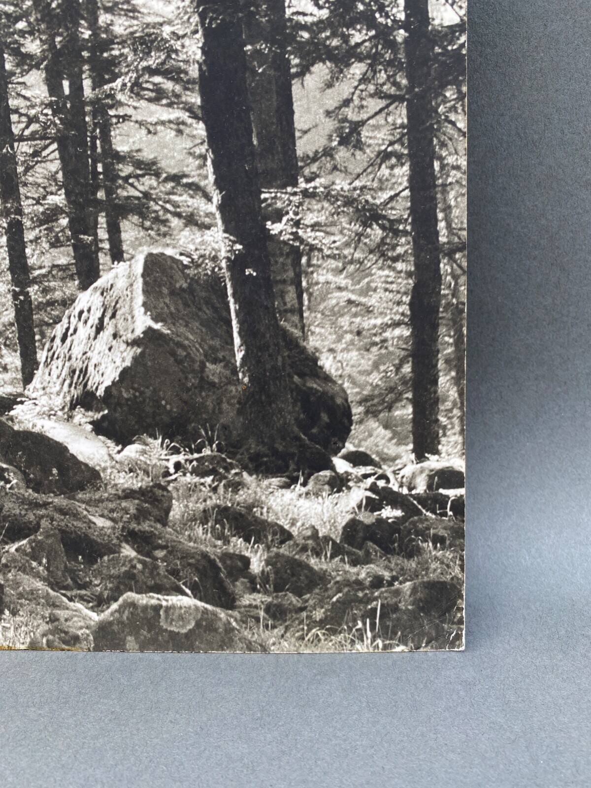 Film photography by Bernard Darot, Sun, Vosges Forest, Nantes Club