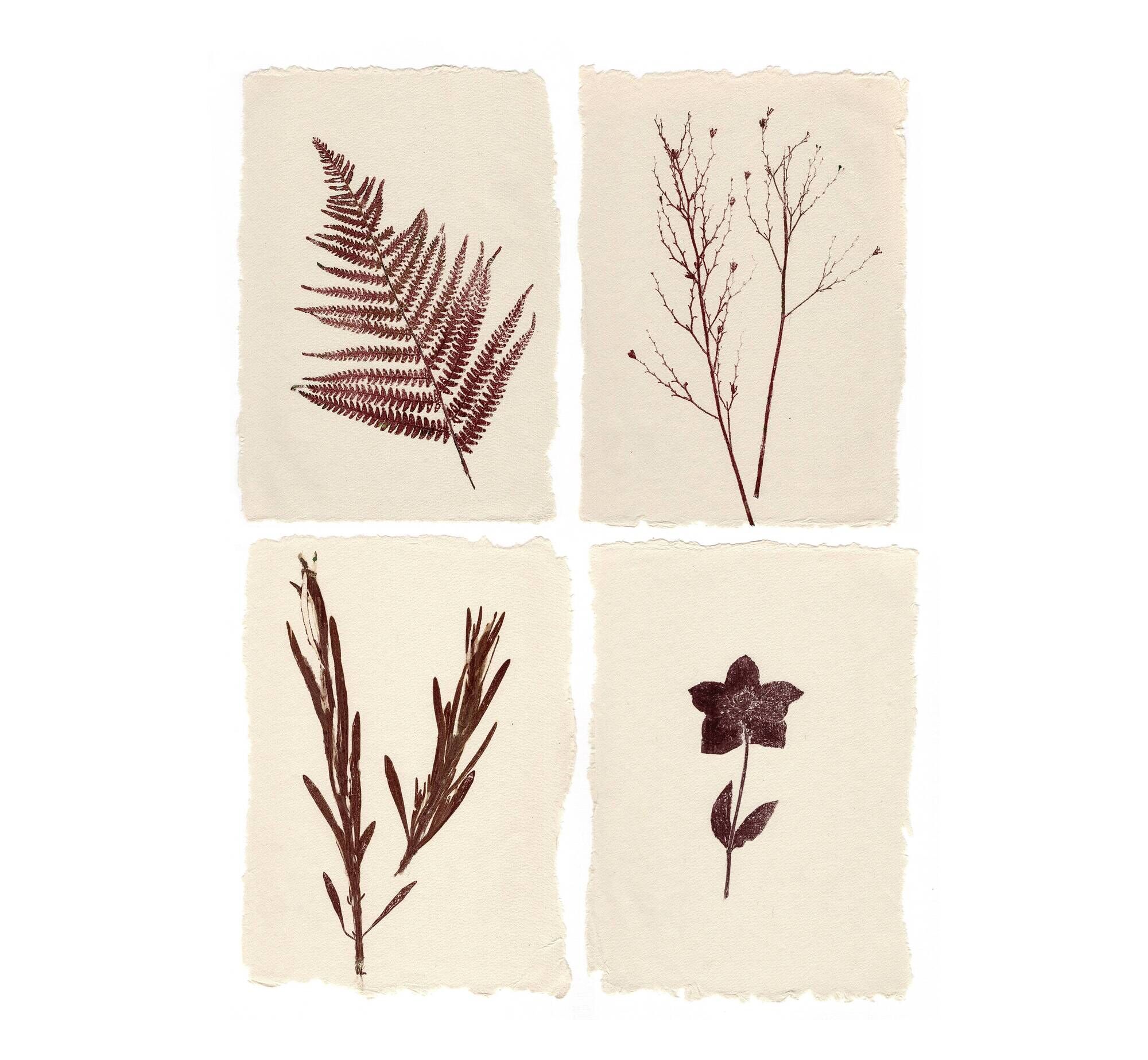 Collection of 4 herbarium paper paintings signed Eawy.