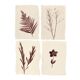Collection of 4 herbarium paper paintings signed Eawy.