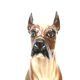 Vintage Italian design hand painted ceramic dog