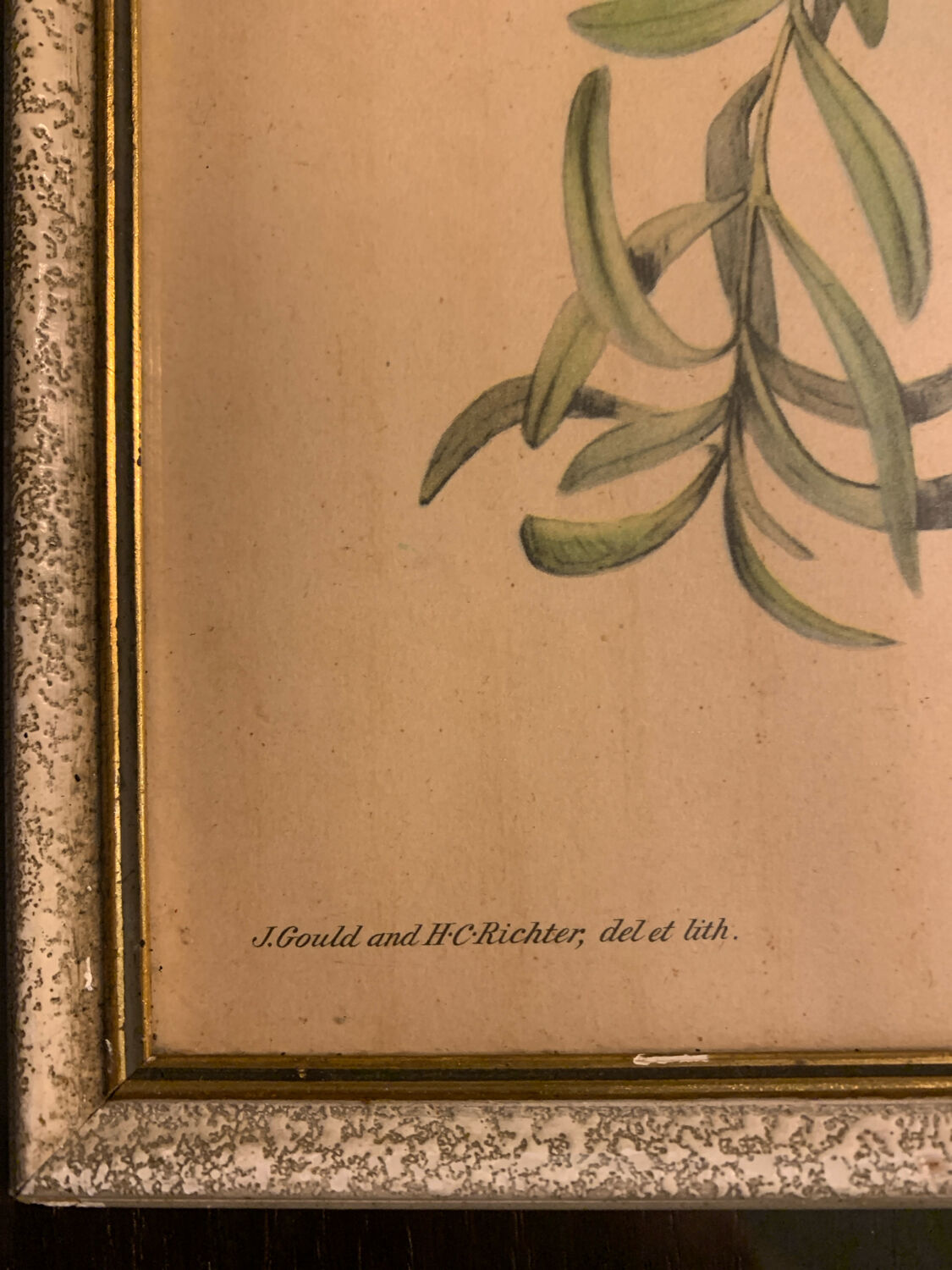 Lithograph J. Gould & HC Richter