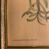 Lithograph J. Gould & HC Richter