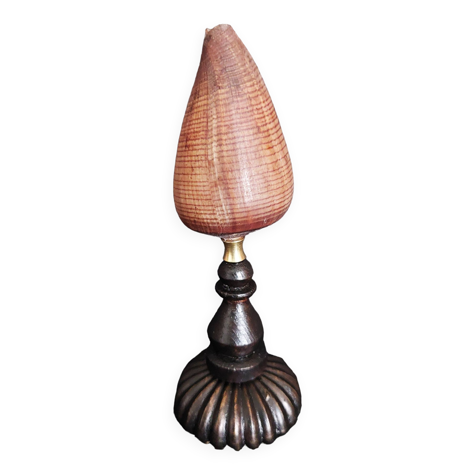 Cabinet de Curiosités coquillage conus figulinus sur socle