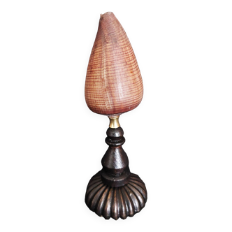 Cabinet of Curiosities conus figulinus shell on base