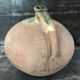Large old jug cooked buried
