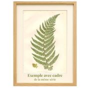 Antique botanical lithograph, 1889. Ferns and parsley by A. Pratt. Engraving
