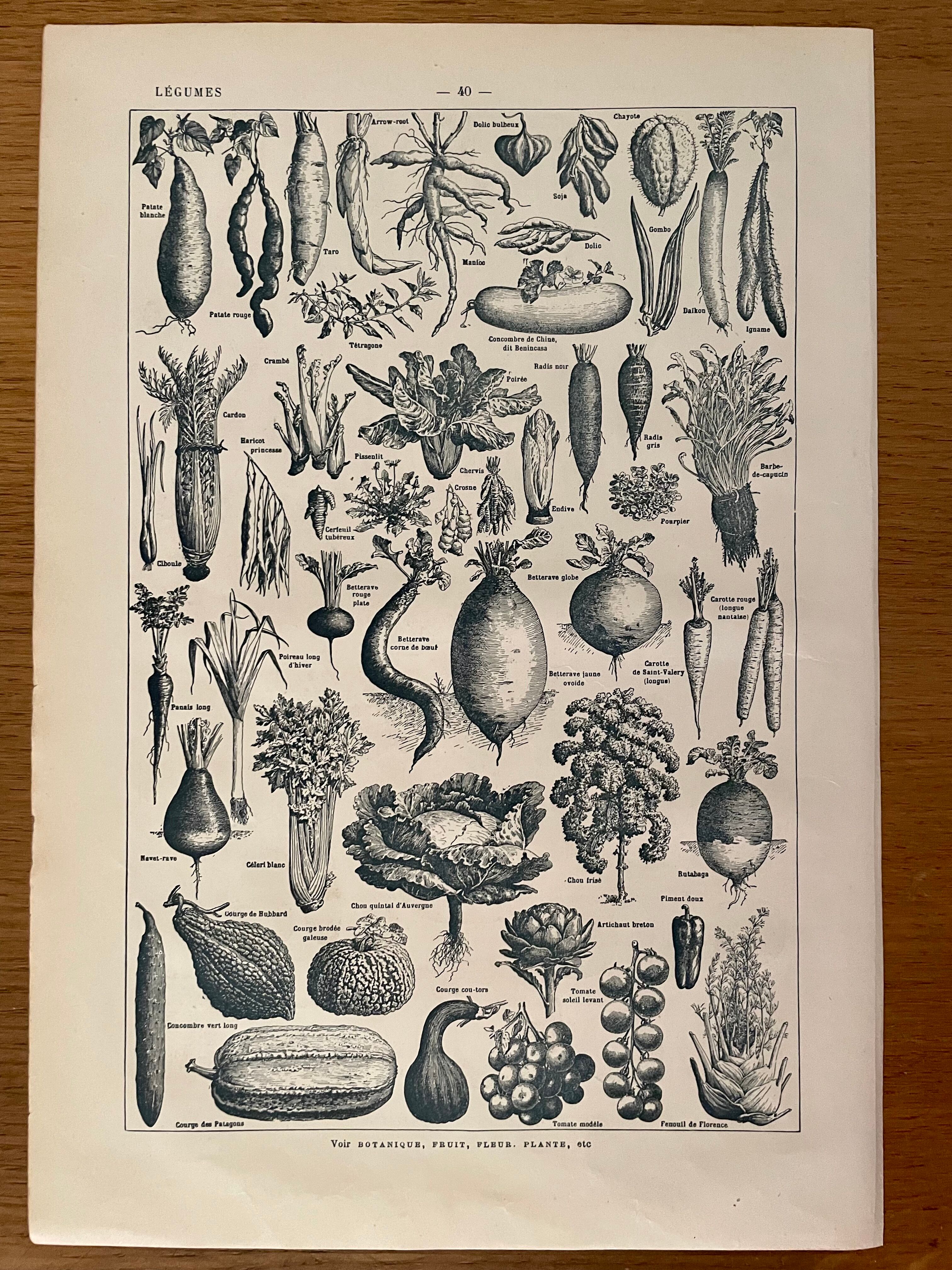 Lithographie sur les légumes et plantes potagères de 1922