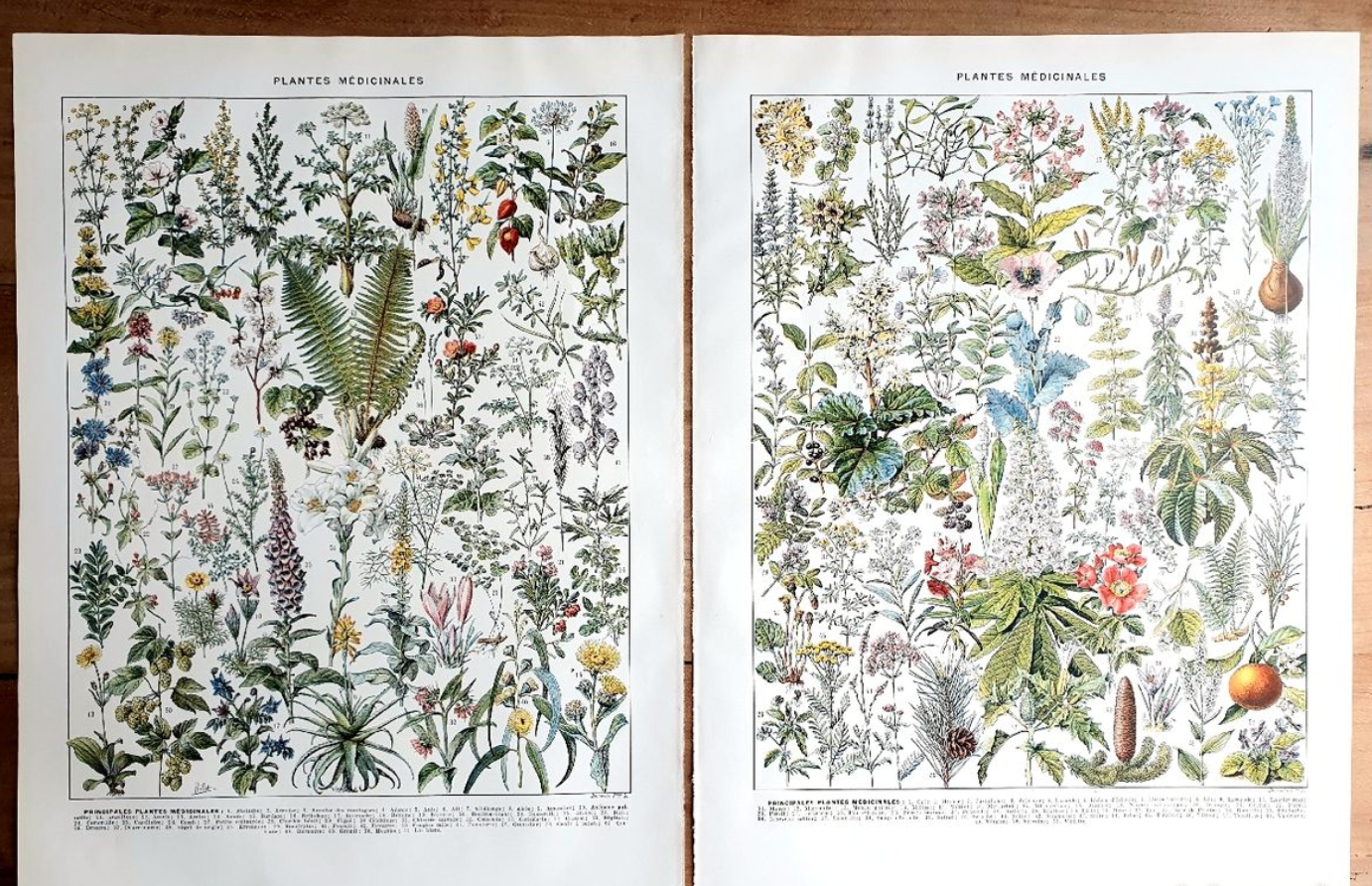 Duo of plates on medicinal plants