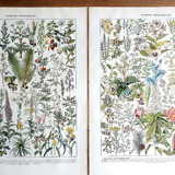 Duo of plates on medicinal plants