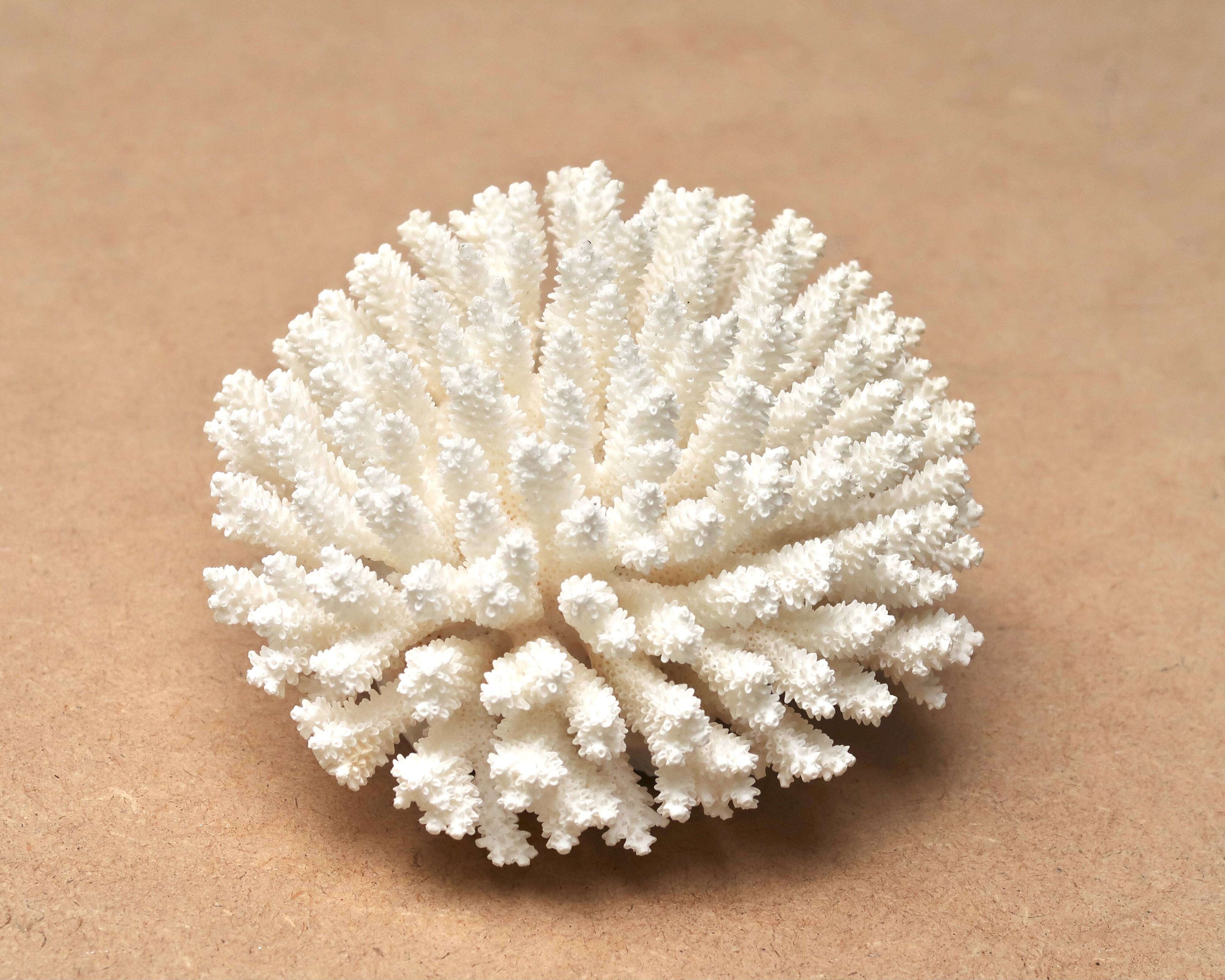 Natural white coral, 70s