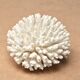 Natural white coral, 70s