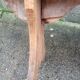 Wooden farm bench "perch"