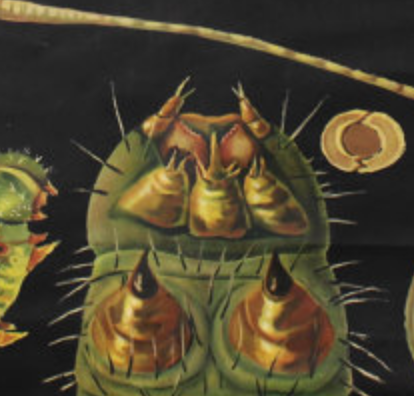 Wall poster of the school from Jung-Koch-Quentell "Butterfly" 1958