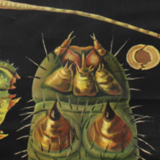 Affiche murale de l’école de Jung-Koch-Quentell "papillon" 1958