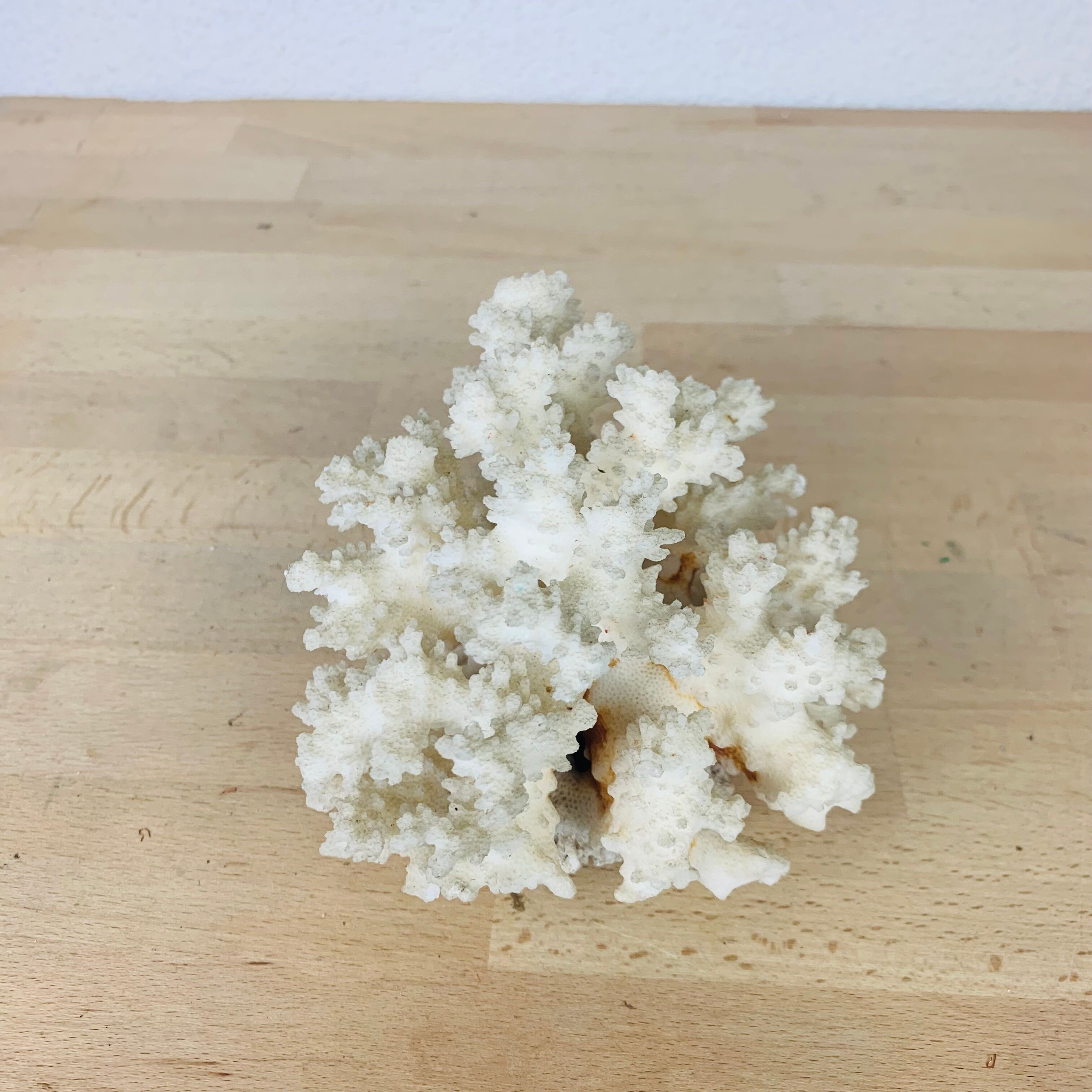 Natural ancient white coral 13 cm