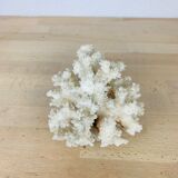 Natural ancient white coral 13 cm