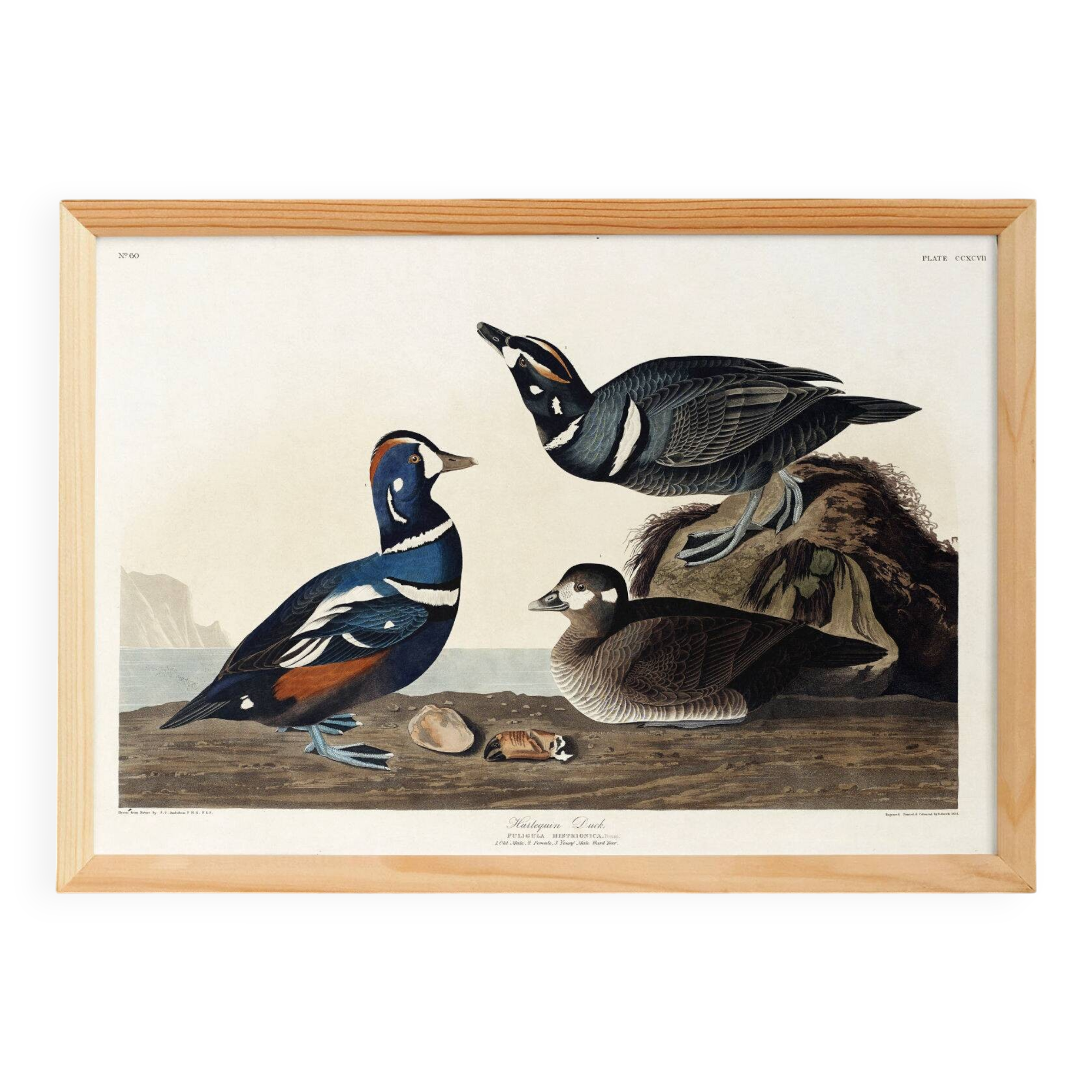 Poster about the harlequin duck, based on an old engraving from 1827.