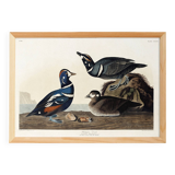 Poster about the harlequin duck, based on an old engraving from 1827.