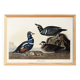 Poster about the harlequin duck, based on an old engraving from 1827.