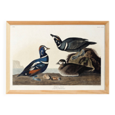 Poster about the harlequin duck, based on an old engraving from 1827.