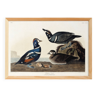 Poster about the harlequin duck, based on an old engraving from 1827.