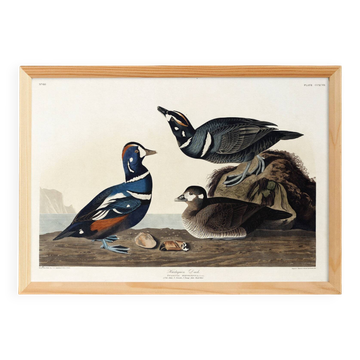 Affiche sur le canard arlequin, d’après une gravure ancienne de 1827.