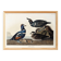 Poster about the harlequin duck, based on an old engraving from 1827.
